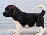 American Akita puppies - photo 6