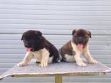 American Akita puppies - photo 9