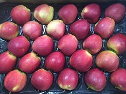 Best apples from Poland wholesale