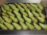 Best pears from Poland wholesale - фото 1