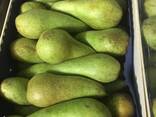 Best pears from Poland wholesale - фото 6