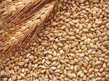 Consumer Wheat - фото 1