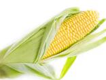 Corn, Wheat - фото 1