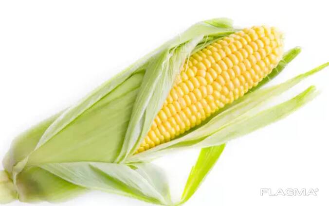 Corn, Wheat