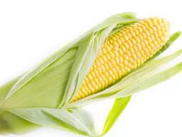 Corn, Wheat