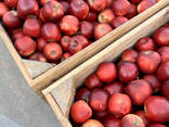 Export Apples / Red Prince / Champion / Golden / Mutsu / Jonagored - photo 1