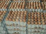 Farm Fresh Table Eggs, Fertilized Chicken Hatching Eggs/ White and Brown Chicken Table Egg - фото 1