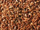 Flax seeds - photo 1