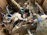 Fresh and Frozen King Crab Clusters/ Live Whole King Crabs/ Blue Swimming Crabs - фото 1