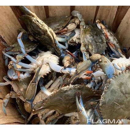 Fresh and Frozen King Crab Clusters/ Live Whole King Crabs/ Blue Swimming Crabs