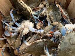 Fresh and Frozen King Crab Clusters/ Live Whole King Crabs/ Blue Swimming Crabs