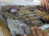 Fresh and Frozen King Crab Clusters/ Live Whole King Crabs/ Blue Swimming Crabs - фото 1