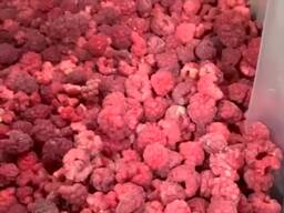 Frozen Raspberry IQF