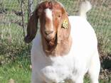 Boer goats - photo 2