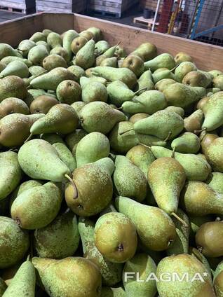 Груша Конференция, Лукас , Ксения