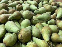 Груша Конференция, Лукас , Ксения