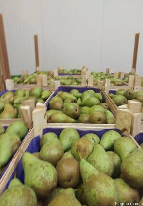 Груши из Польши! Pears from Poland!
