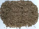 Hemp seeds - photo 1