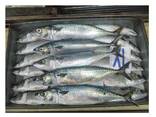 Hot Sale Seafood Frozen Pacific Mackerel Fish - фото 1