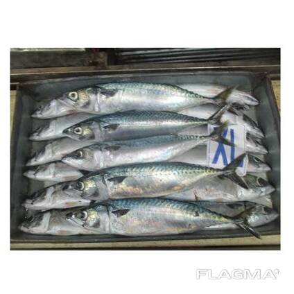 Hot Sale Seafood Frozen Pacific Mackerel Fish