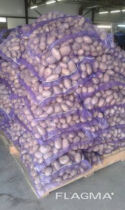 Картофель оптом. От 20 тонн.