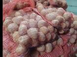 Картофель продовольственный 5 , супер качество, большой объем, экспорт! - фото 6