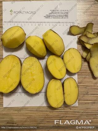 Картофель продовольственный, картофель для картофеля фри.