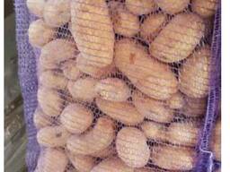 Картофель продовольственный урожай 2024г.