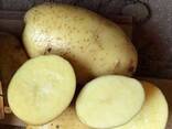 Картофель сорт "Бриз" оптом - фото 4
