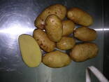 Картофель сорт " Королева Анна" оптом - фото 2