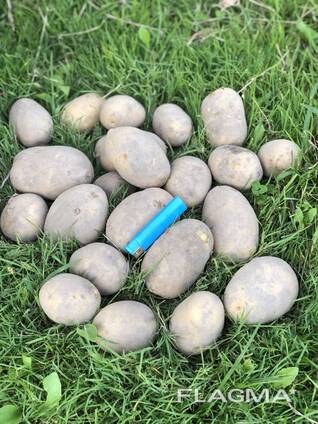 Картофель урожая 2025 года Лилли