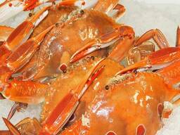 King Crabs Whole Part Delicious Seafood Frozen Blue Swimming Crab