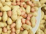 Компания Musaevs exim поставляет сухофрукты и орехи из Узбекистана - фото 11