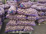 Krompir iz Belorusije плодоовощная продукция - фото 5