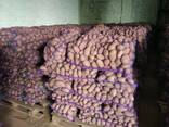 Krompir iz Belorusije плодоовощная продукция - фото 6