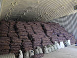 Кромпир велепродаја из Белорусије од произвођача, 0,24 евра/кг. - фото 1