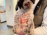 Lagotto romagnolo puppy - photo 3