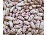 Light Speckled Kidney beans sugar beans pinto beans for sale - фото 1