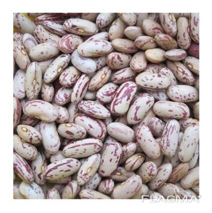 Light Speckled Kidney beans sugar beans pinto beans for sale