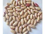 Light Speckled Kidney beans sugar beans pinto beans for sale - фото 5