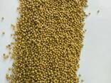 Mustard - photo 1