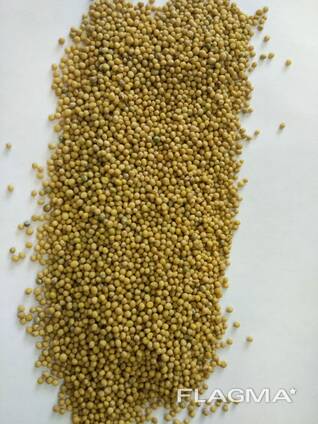 Mustard