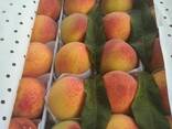 Персик сорта заргалдок из Узбекистана - фото 1