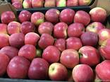 Polish apples, La-Sad - фото 5