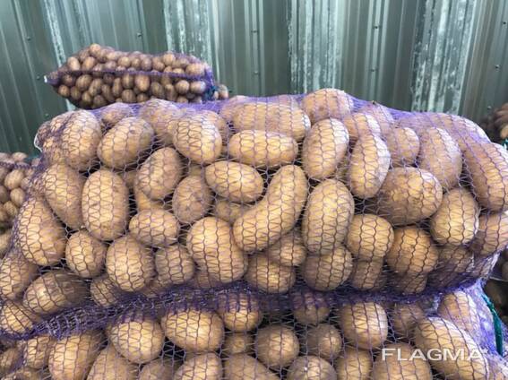 Poljski krompir: Vineta, Soraya, Queen Anne i drugi.