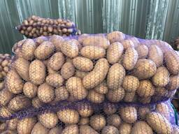 Poljski krompir: Vineta, Soraya, Queen Anne i drugi.