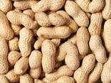 Продается неочищенный арахис оптом из Узбекистана - photo 1