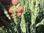 Пшеница 1, 2, 3, 4 класса - photo 1