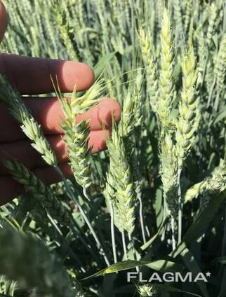 Пшеница 1, 2, 3, 4 класса