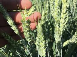 Пшеница 1, 2, 3, 4 класса